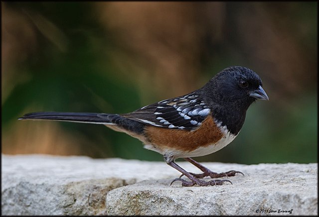 _1SB0835 spotted towhee.jpg